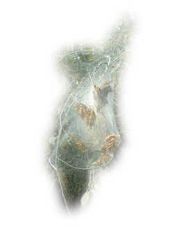 Flash based web piece